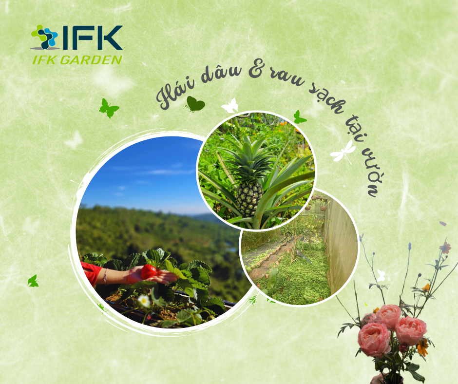 IFK GARDEN_Trai nghiem hai dau va rau sach tai vuon