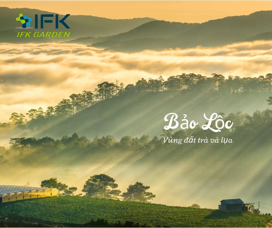 Bao Loc – Vung dat tra va lua