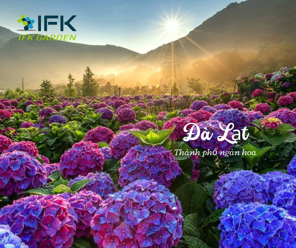 Da Lat – Thanh pho ngan hoa