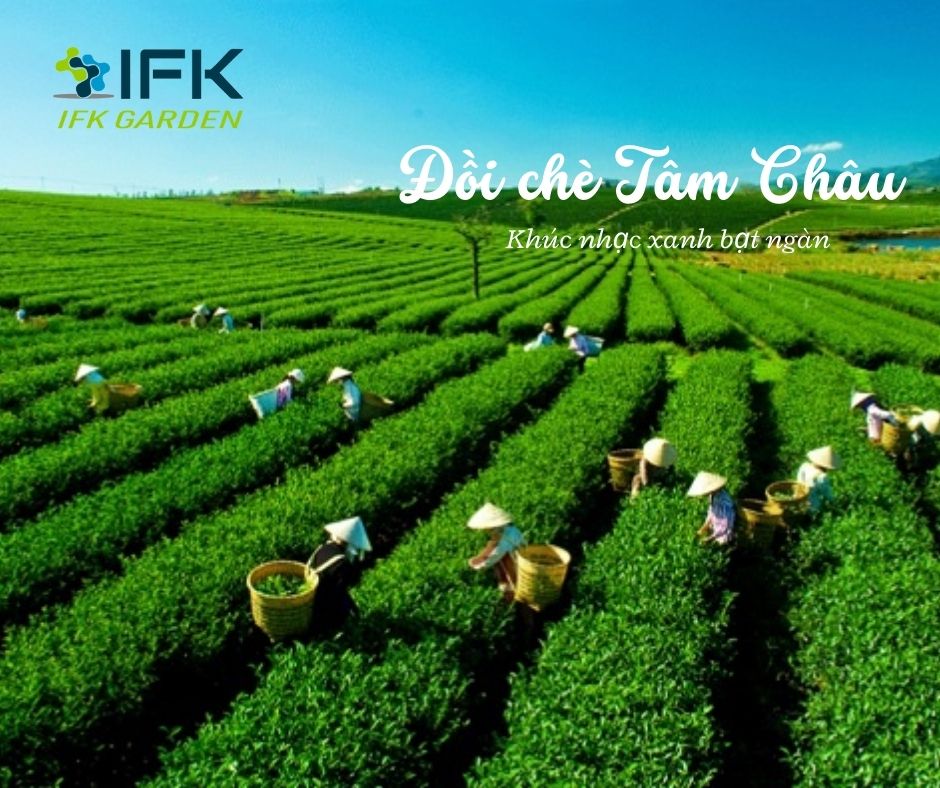 Doi che Tam Chau – Khuc nhac xanh bat ngan