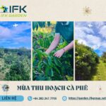 IFK Garden_Mua thu hoach ca phe