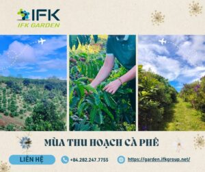 IFK Garden_Mua thu hoach ca phe