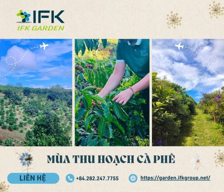 MÙA THU HOẠCH CÀ PHÊ TẠI IFK GARDEN