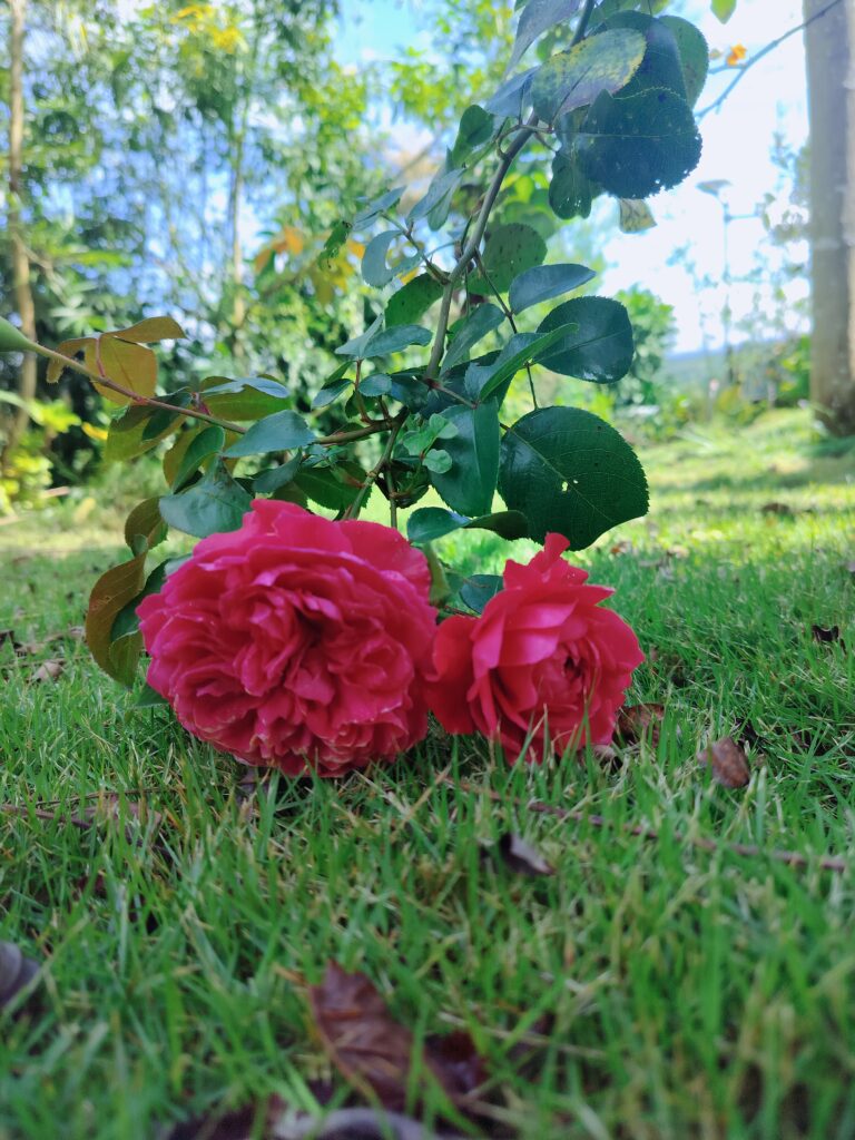 Tổng hợp ảnh IFK Garden