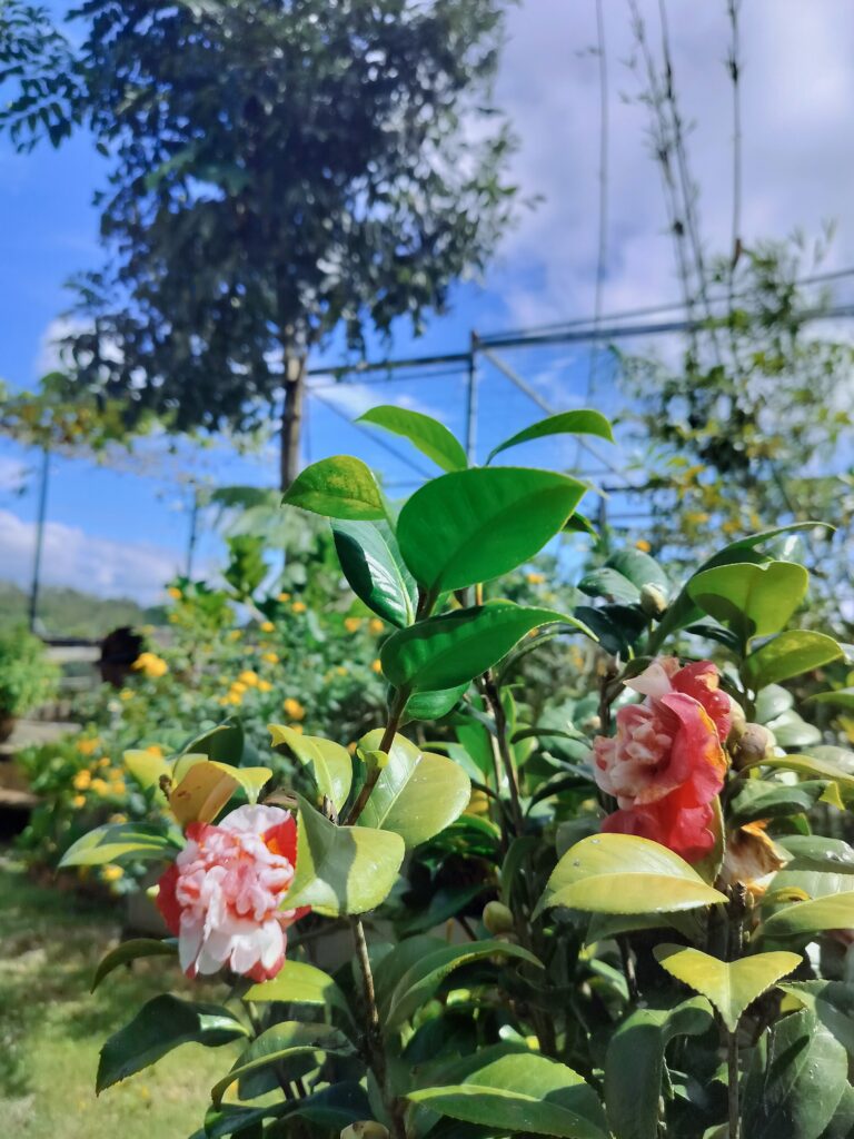 Tổng hợp ảnh IFK Garden