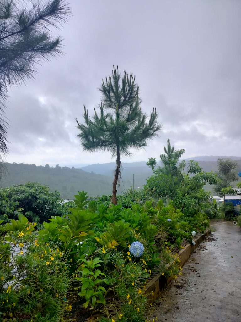 Không gian và cảnh quan tại IFK GARDEN