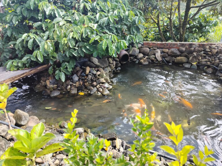 Hồ cá và cảnh quan khu vườn IFK GARDEN