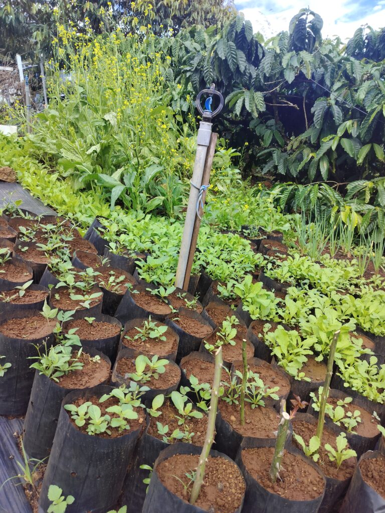 Không gian và cảnh quan tại IFK GARDEN