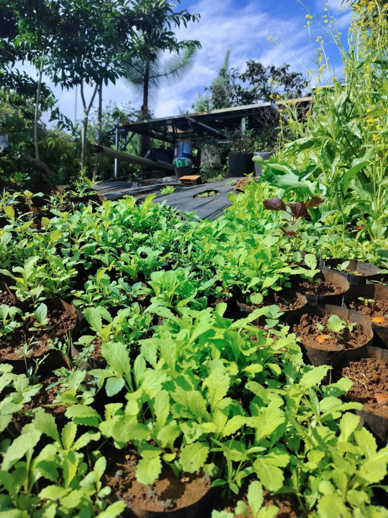 Không gian và cảnh quan tại IFK GARDEN