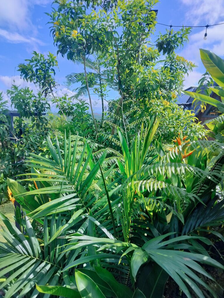 Tổng hợp ảnh IFK Garden