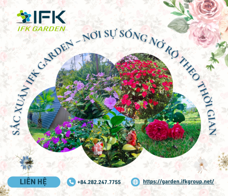 SẮC XUÂN IFK GARDEN – NƠI SỰ SỐNG NỞ RỘ THEO THỜI GIAN